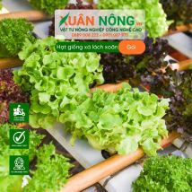 Hạt giống xà lách xoăn