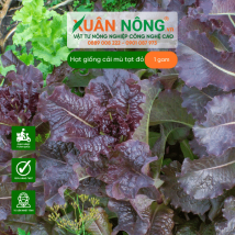 Hạt giống cải mù tạt đỏ