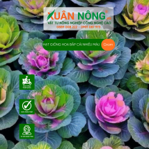 Hạt giống hoa bắp cải nhiều màu