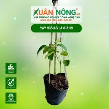 Cây giống lá giang