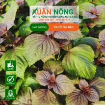 HẠT GIỐNG LÁ TÍA TÔ TÂY BẮC