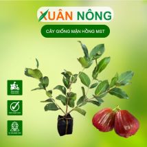 Cây giống mận hồng MST