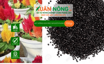 Hạt giống hoa mào gà đuôi  phụng
