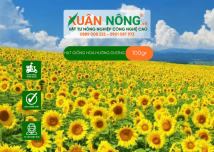 Hạt giống hướng dương tháp siêu bông