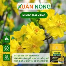 MINRO MAI VÀNG