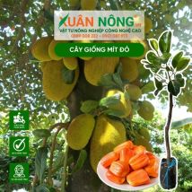 Cây giống mít ruột đỏ sơ vàng indo