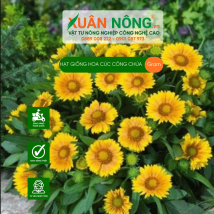 Hạt giống hoa cúc công chúa
