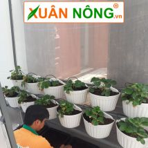 Nhà lưới mini trồng dâu tây