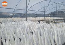 NHÀ MÀNG PHƠI BÓNG CÁ TẠI TRÀ VINH