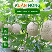 Nhà màng trồng dưa lưới