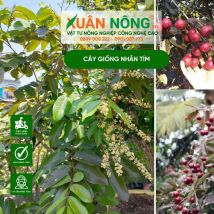 CÂY GIỐNG NHÃN TÍM