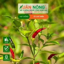 HẠT GIỐNG ỚT CHỈ THIÊN LAI F1