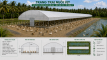 Nhà Màng Nuôi Vịt Giá Rẻ (12 x 120m)