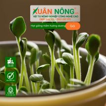 Hạt giống mầm hướng dương
