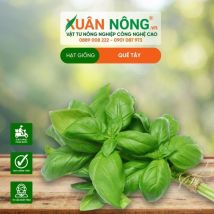 HẠT GIỐNG QUẾ TÂY