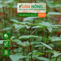 Hạt giống rau đay đỏ
