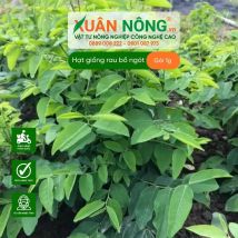 Hạt giống rau bồ ngót