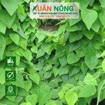 Cây Giống Sâm Lông 