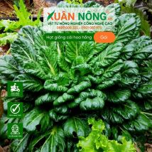 Hạt giống cải hoa hồng