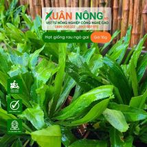 Hạt giống ngò gai