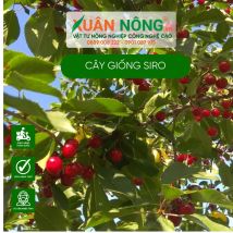 Cây giống siro