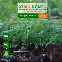 Hạt giống thì là