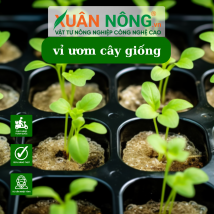 Vĩ ươm hạt