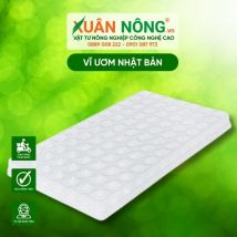 Vĩ ươm nhật