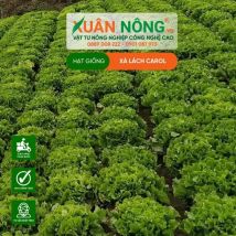 HẠT GIỐNG XÀ LÁCH CAROL