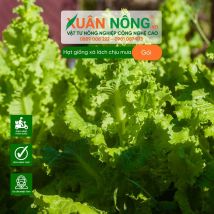 Hạt giống xà lách chịu mưa