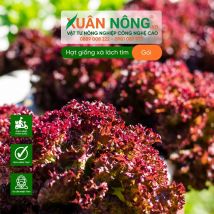 Hạt giống xà lách tím