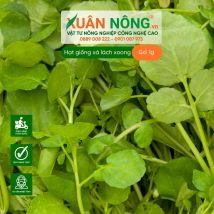 Hạt giống xà lách xoong