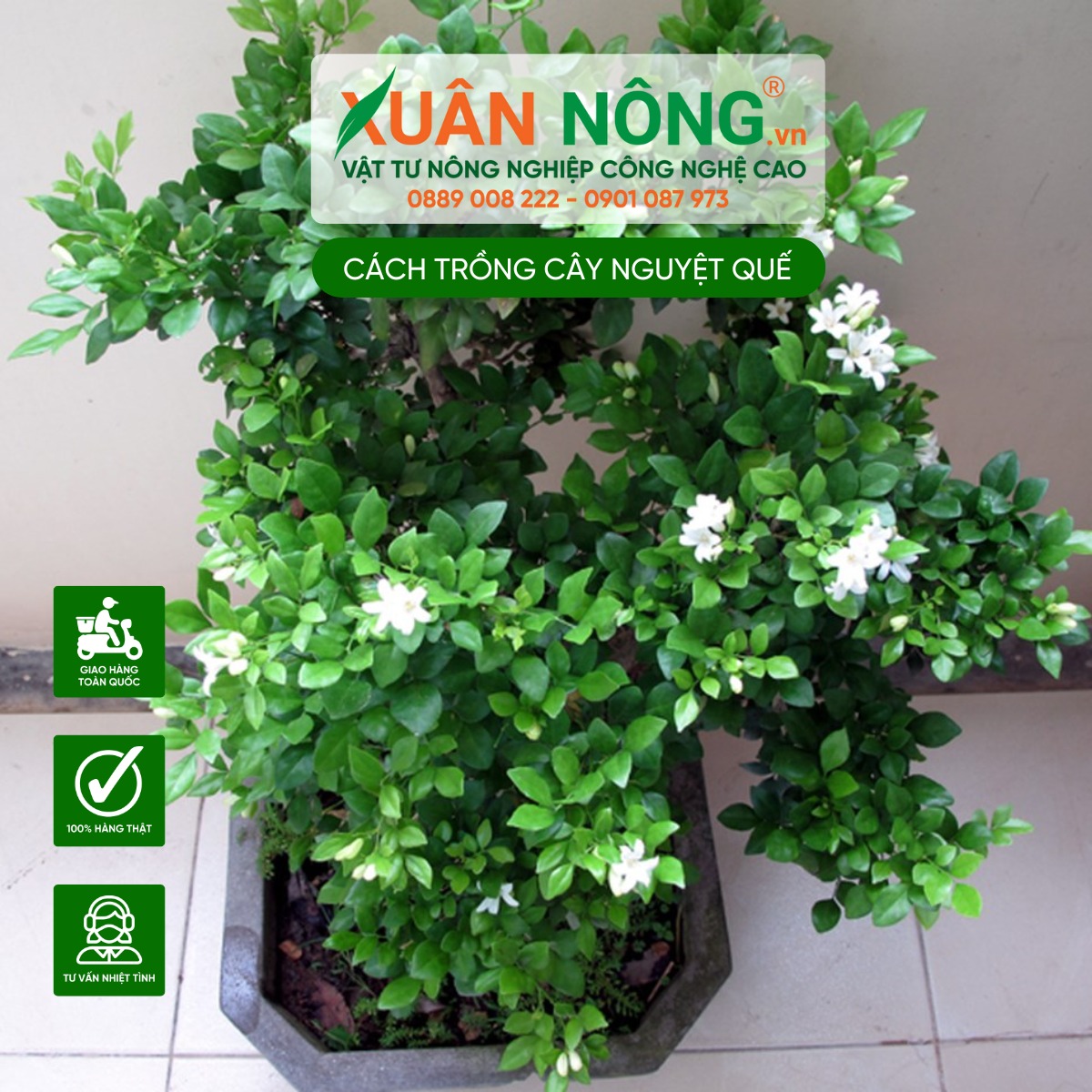 Tác dụng của cây nguyệt quế