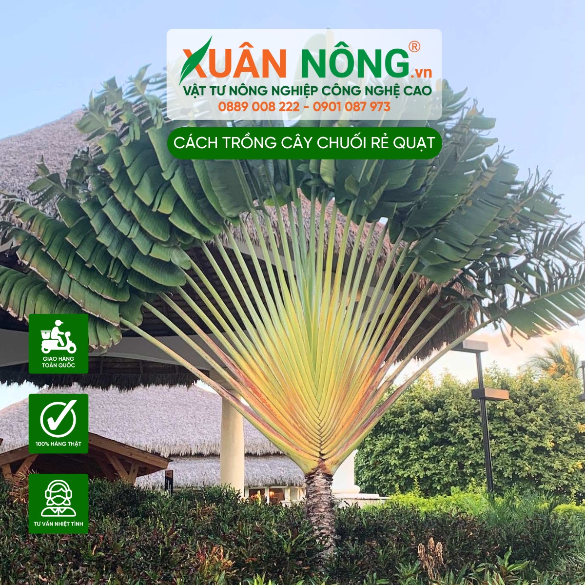 Tác dụng của cây