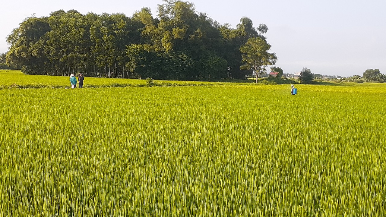 Tại sao phải phòng trừ sâu bệnh