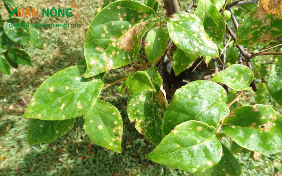 Bệnh lá bị thối (Leaf Spot Disease):