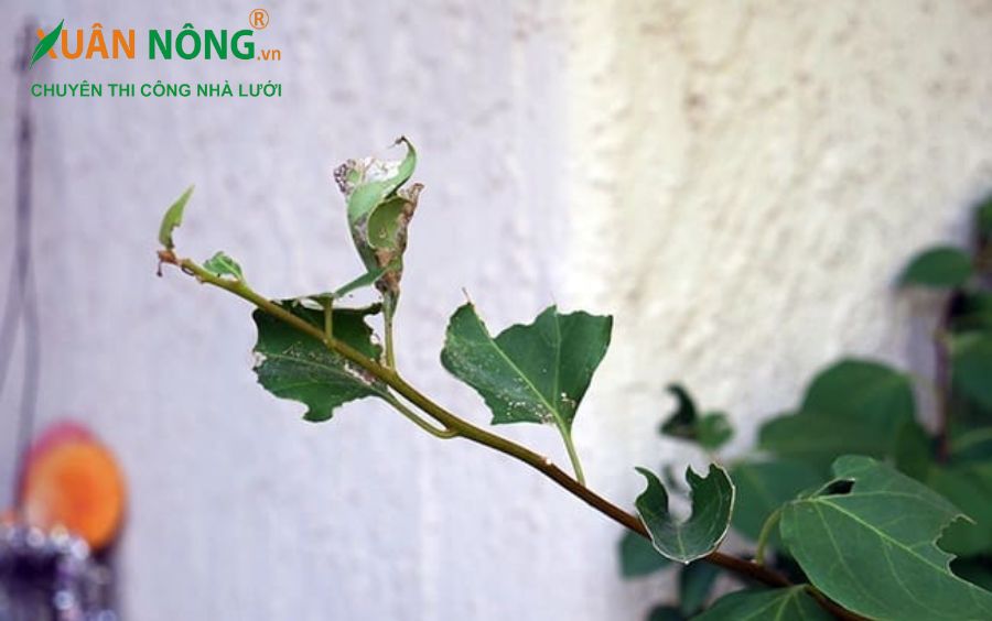 Sâu cuốn lá Bougainvillea (Bougainvillea Looper):