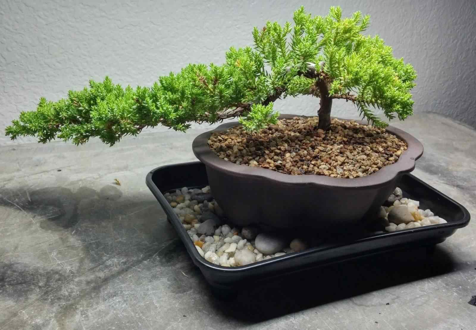 Thay chậu bonsai