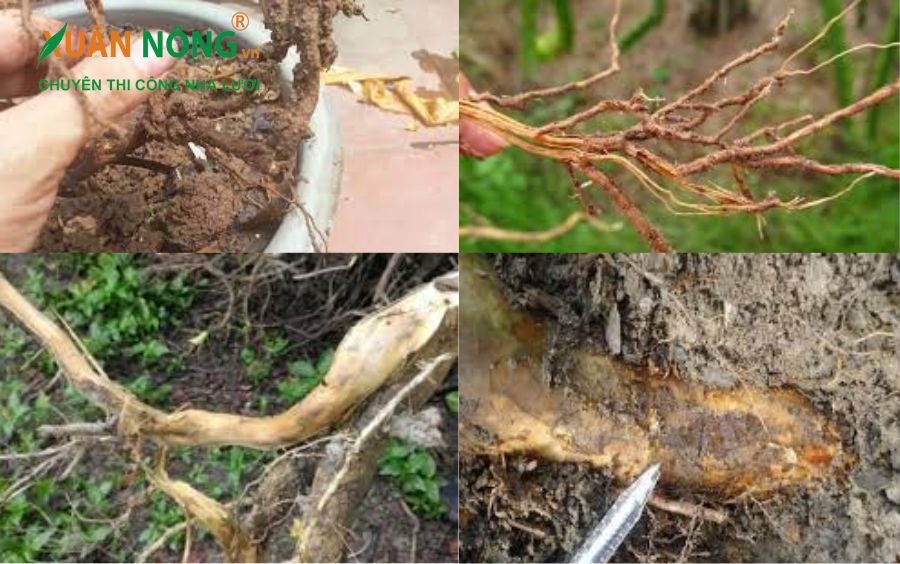 Nấm đốm rễ (Root Spot Fungus)