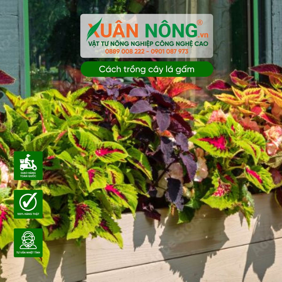 Một số thông tin về cây lá gấm