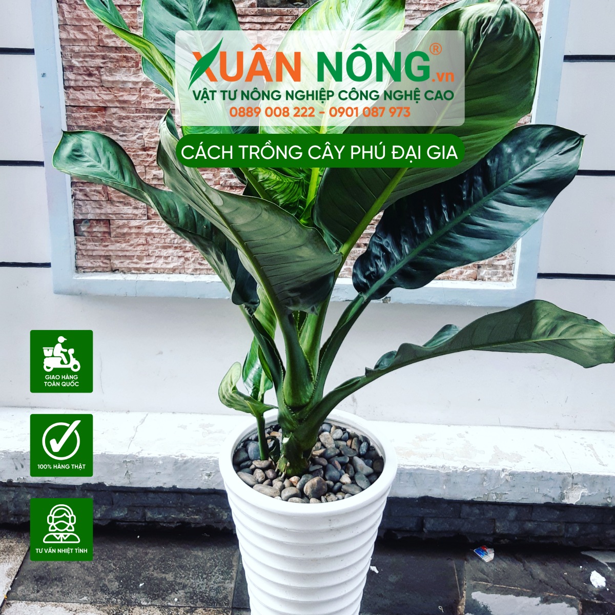 Thông tin tổng quan về cây Đại Phú Gia