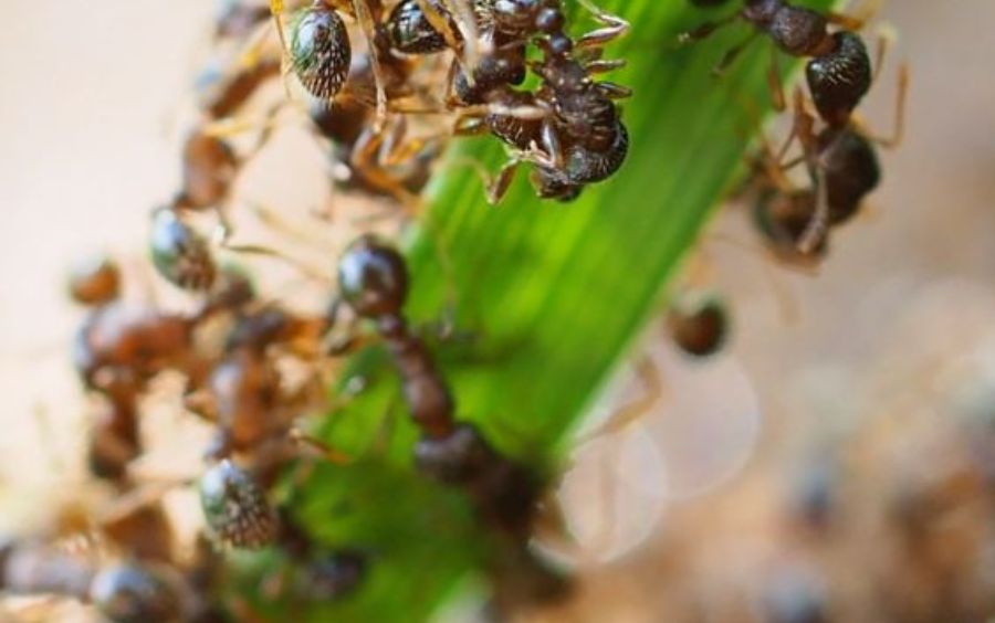 Tác hại của kiến gây ra cho cây trồng
