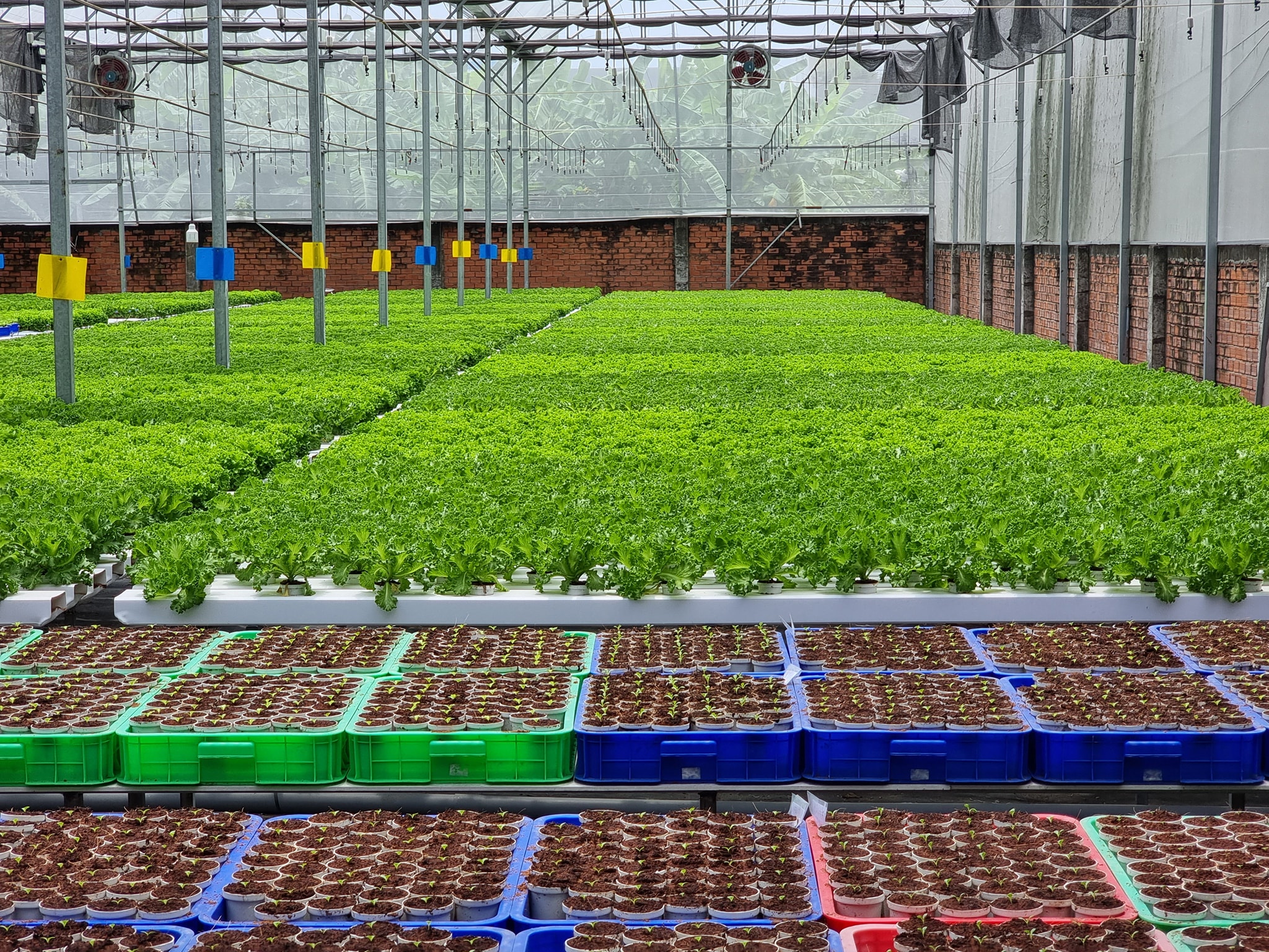 Nhà màng chống bão  giải pháp vượt trội hỗ trợ nông nghiệp công nghệ cao   Báo điện tử Bình Định