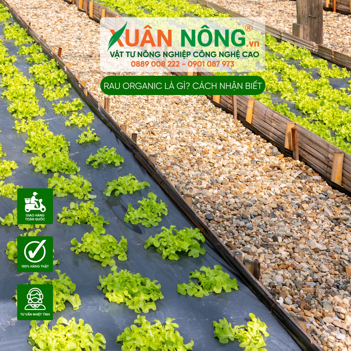 Rau organic - Định nghĩa và tiêu chuẩn