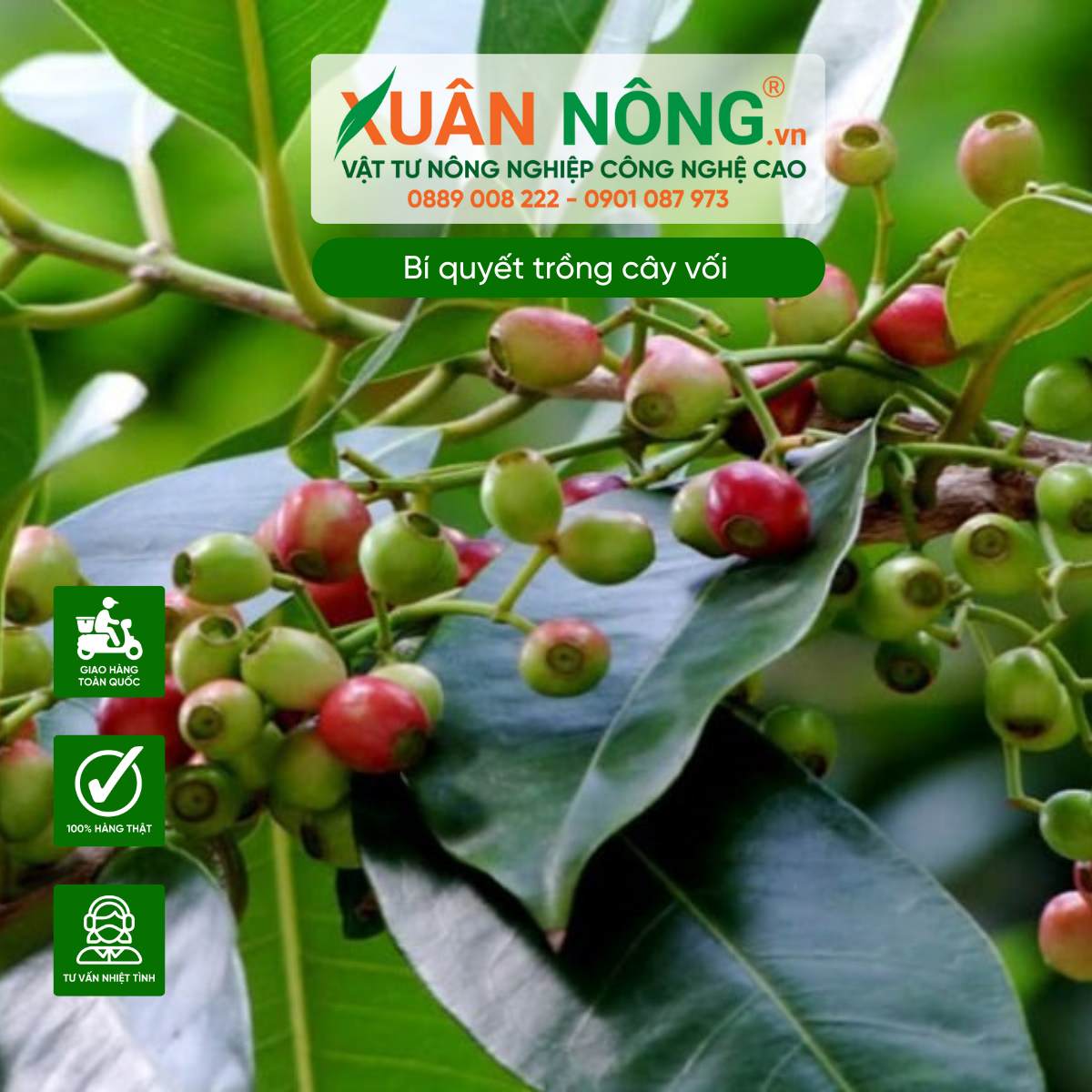 Tổng quan về cây vối