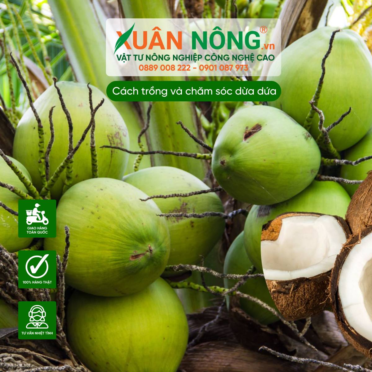 Tổng quan về dừa dứa