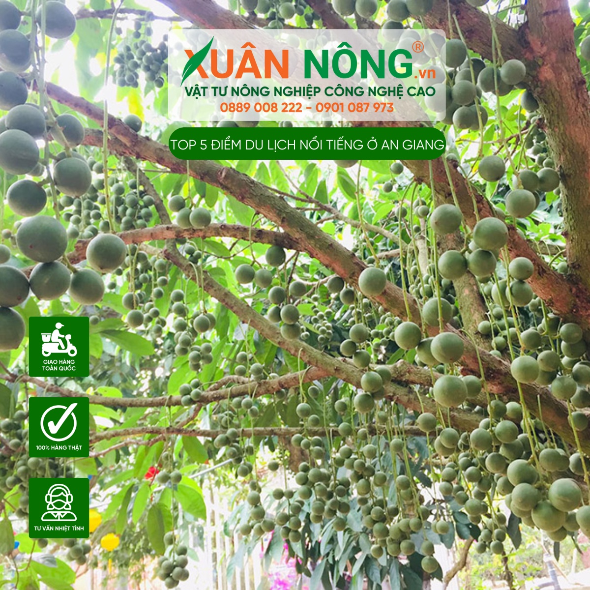 Vườn dâu bác Năm Cảnh ở huyện Chợ Mới