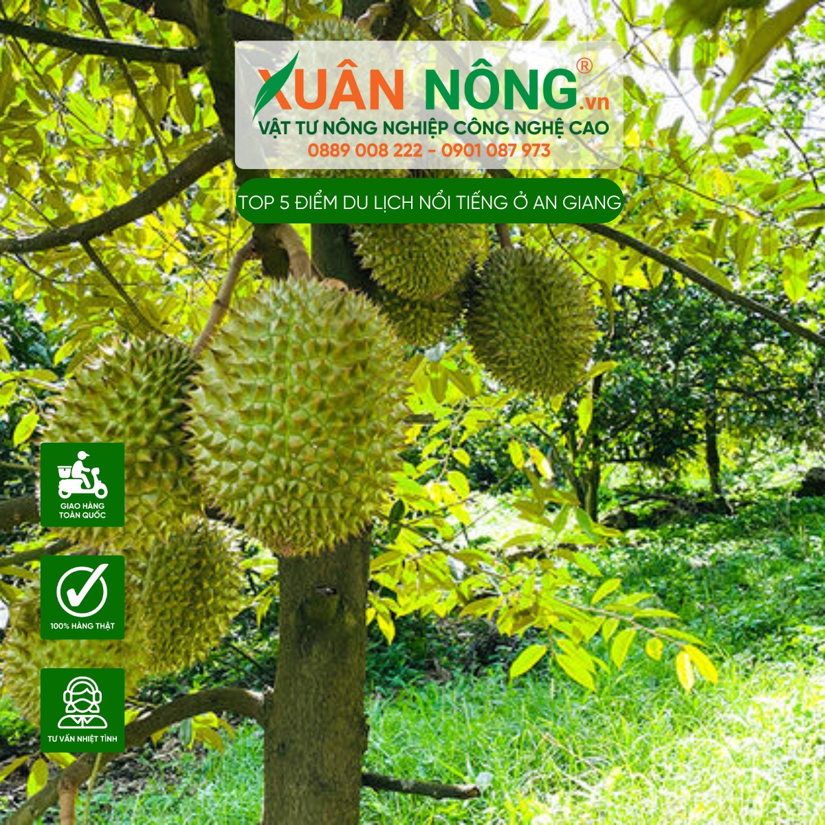 Vườn sầu riêng chú Tám Long