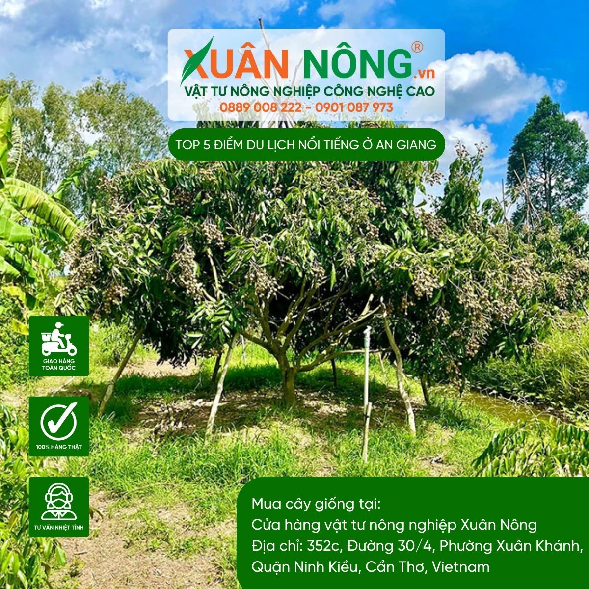 Vườn nhãn IDO Út Nhì
