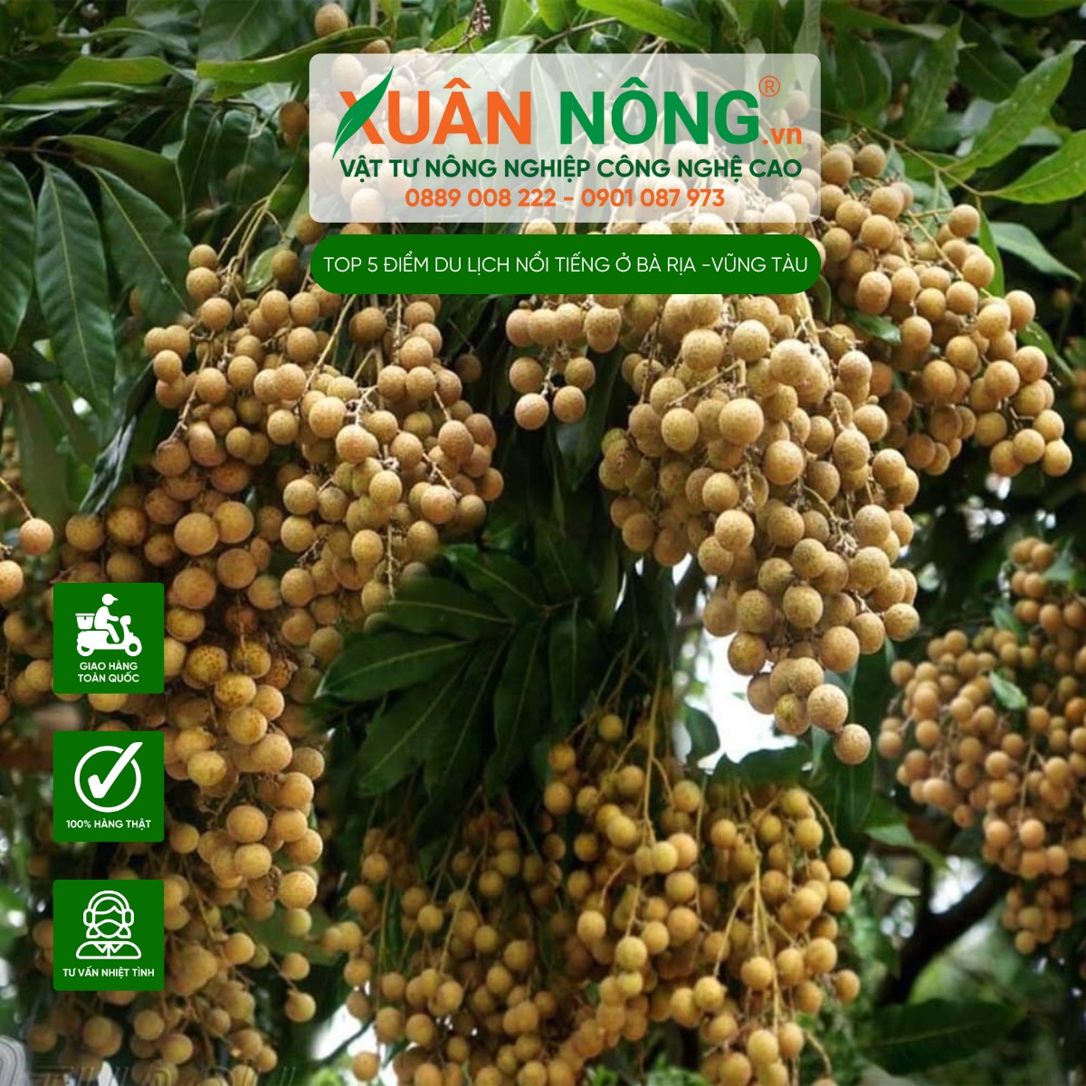 Vườn nhãn Hoà Thuận 